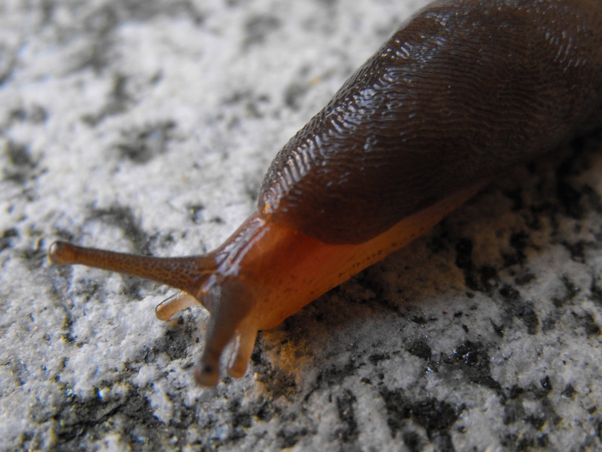 Limax sp. dal Alta Val Taleggio (LC)